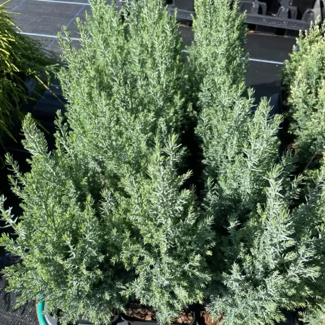 Lawson Cypress 'Chilworth Silver' (P9) - Image 5