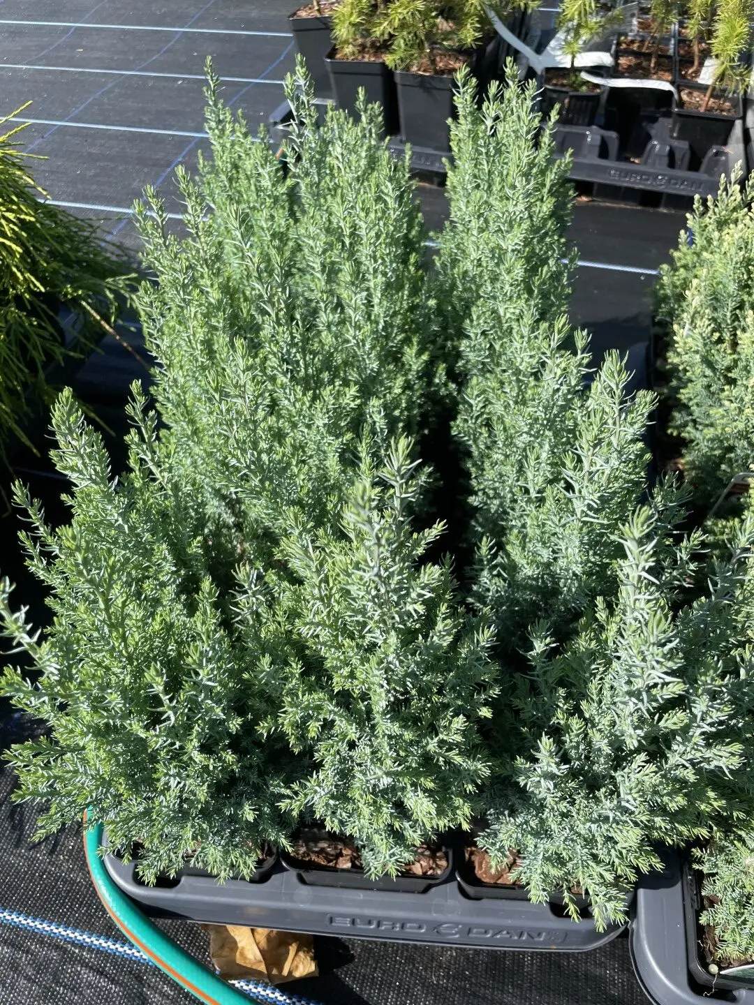 Lawson Cypress 'Chilworth Silver' 20/40cm (P9) - Image 5