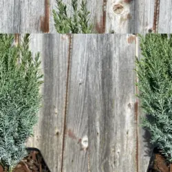 Lawson Cypress 'Chilworth Silver' 20/40cm (P9)