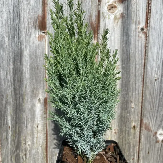 Lawson Cypress 'Chilworth Silver' (P9)