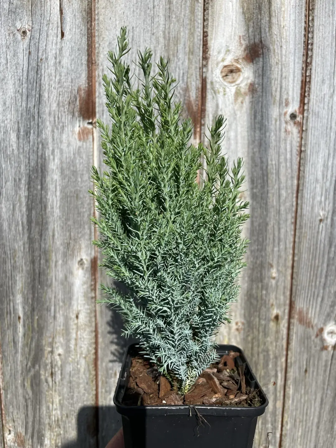 Lawson Cypress 'Chilworth Silver' 20/40cm (P9)