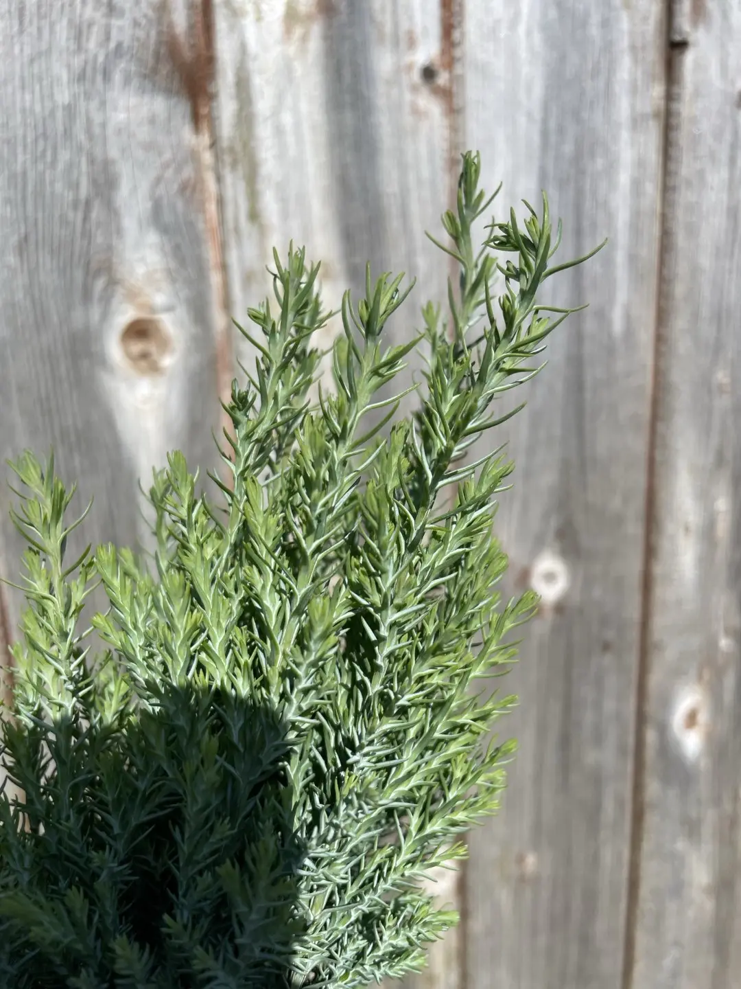 Lawson Cypress 'Chilworth Silver' 20/40cm (P9) - Image 2