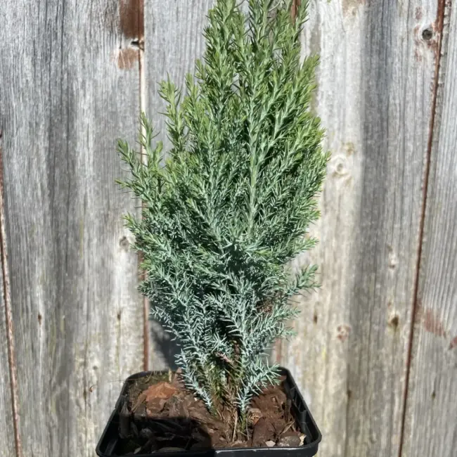 Lawson Cypress 'Chilworth Silver' (P9) - Image 3