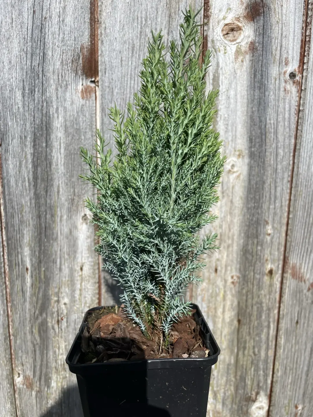 Lawson Cypress 'Chilworth Silver' 20/40cm (P9) - Image 3