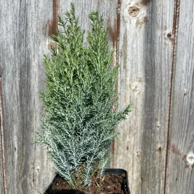 Lawson Cypress 'Chilworth Silver' (P9) - Image 4