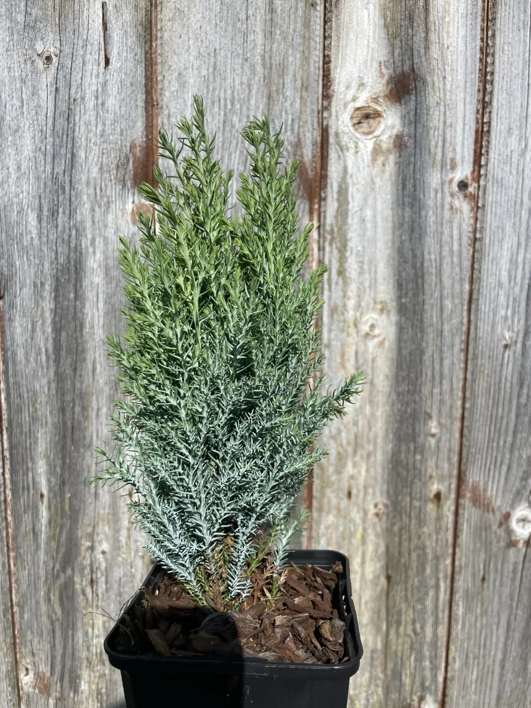 Lawson Cypress 'Chilworth Silver' 20/40cm (P9) - Image 4