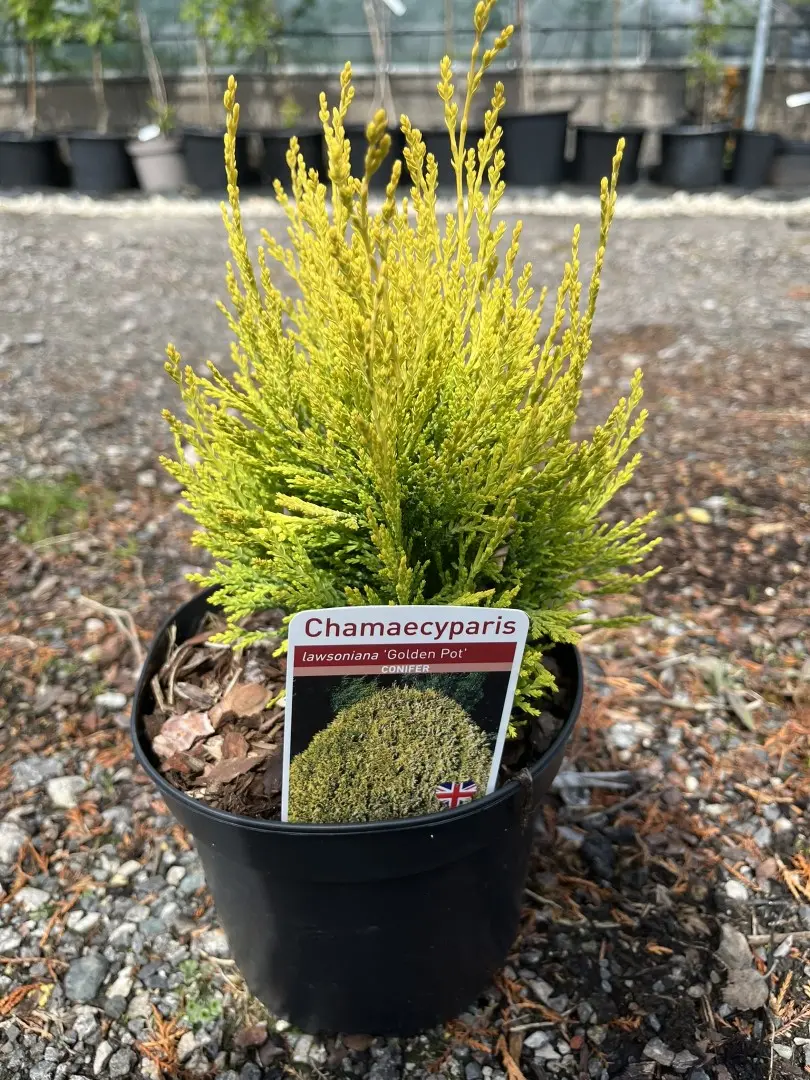 Chamaecyparis lawsoniana - Lawson Cypress 'Golden Pot' (2L)