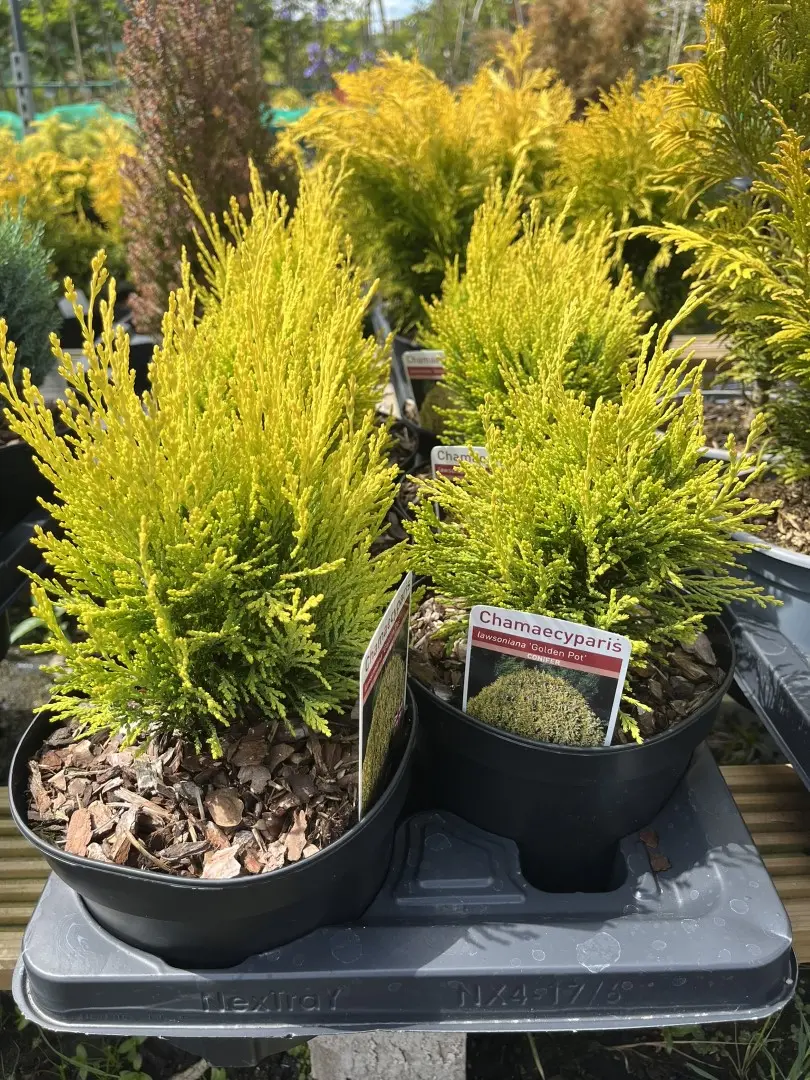 Chamaecyparis lawsoniana - Lawson Cypress 'Golden Pot' (2L)