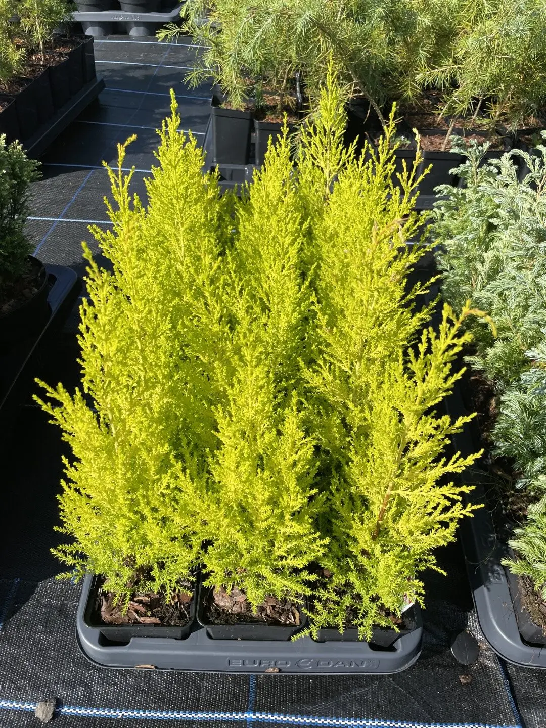 Lawson Cypress 'Royal Gold' (P9) - Image 4