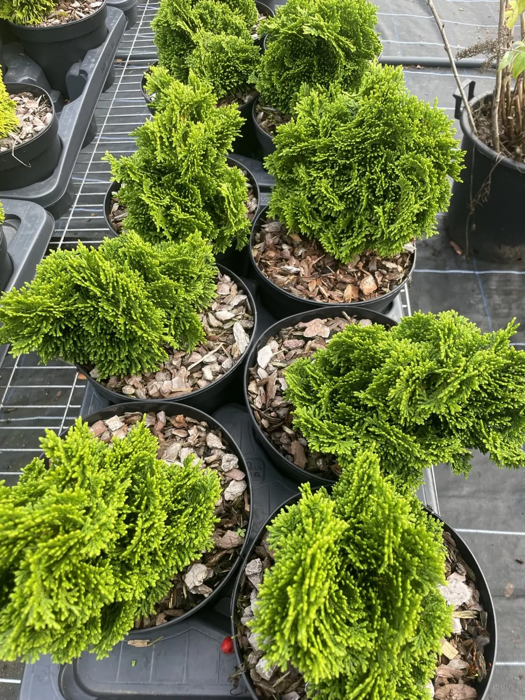 Hinoki Cypress 'Nana Gracilis' (2L) - Image 5