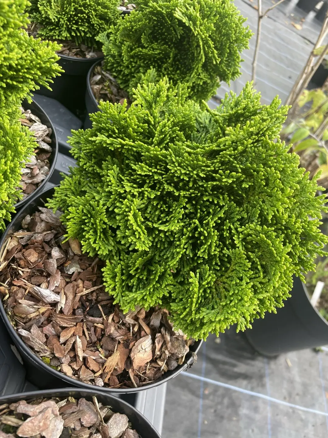 Hinoki Cypress 'Nana Gracilis' (2L) - Image 6