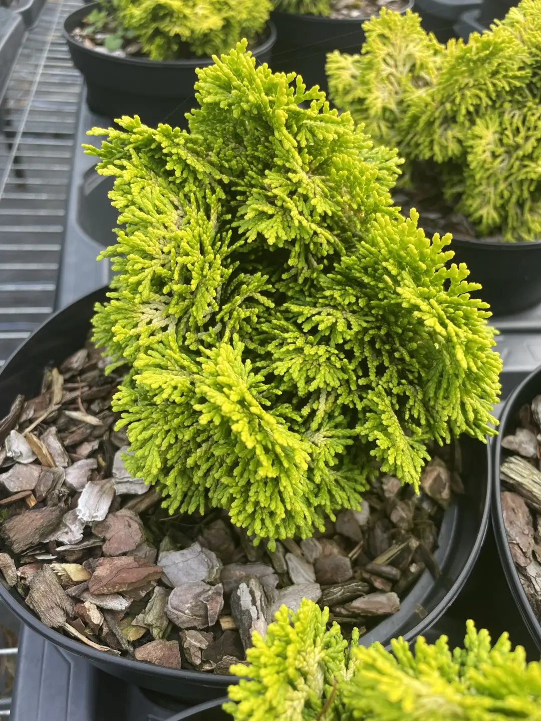 Hinoki Cypress 'Nana Lutea' (2L)