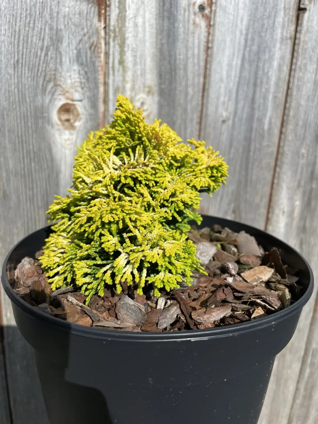 Hinoki Cypress 'Nana Lutea' (2L) - Image 2
