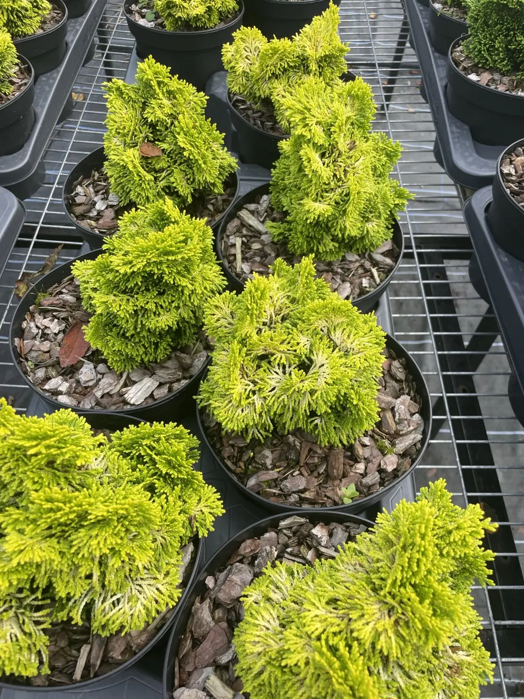 Hinoki Cypress 'Nana Lutea' (2L) - Image 8