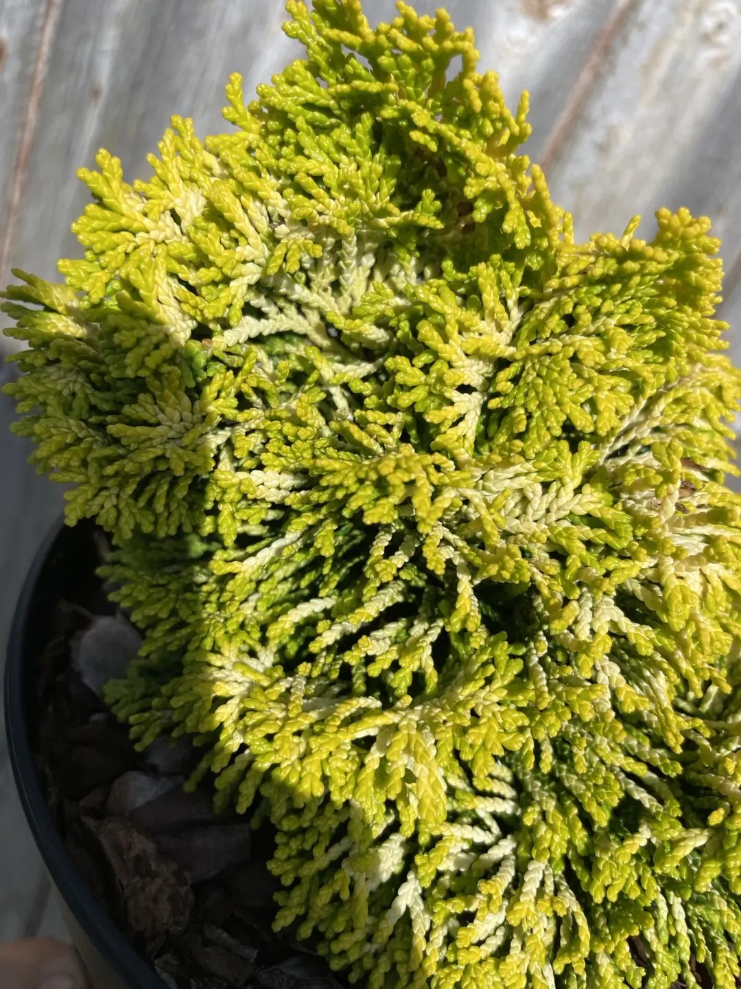 Hinoki Cypress 'Nana Lutea' (2L) - Image 6