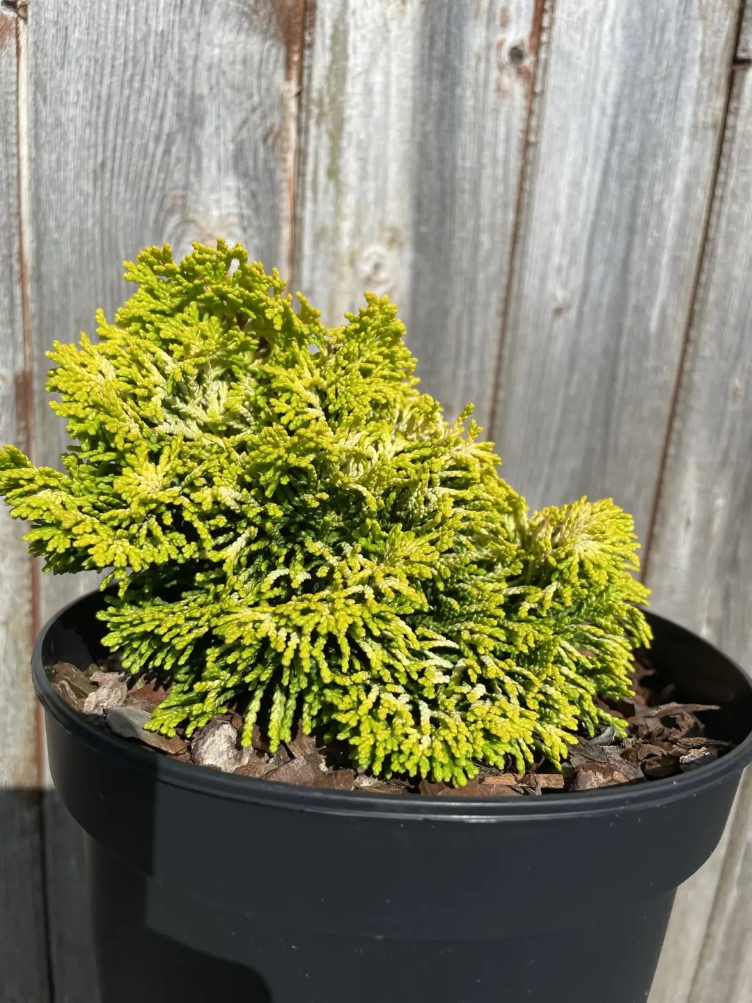 Hinoki Cypress 'Nana Lutea' (2L) - Image 5