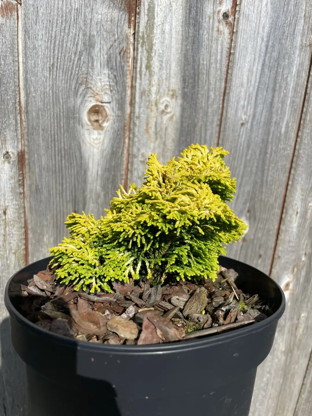Hinoki Cypress 'Nana Lutea' (2L) - Image 4