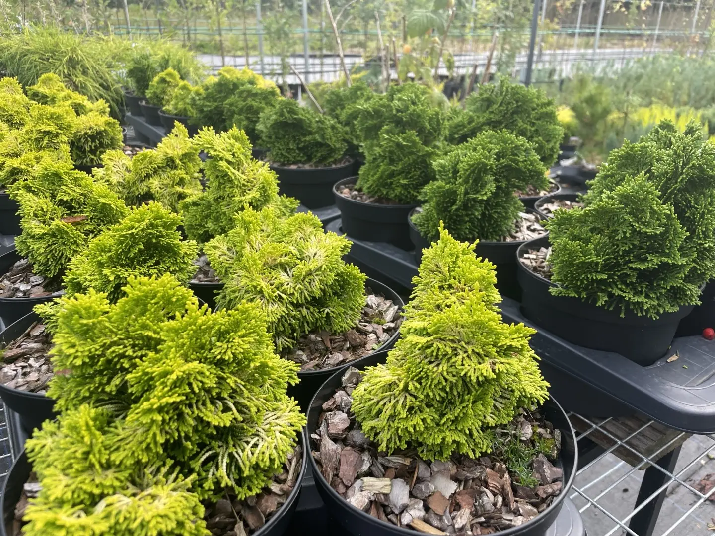 2x Hinoki Cypress 'Nana Lutea' & 'Nana Gracilis' (2L) - Image 13