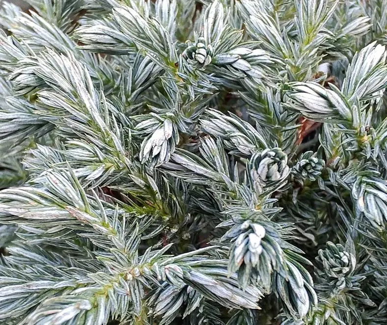 Chamaecyparis pisifera 'Blue Moon'