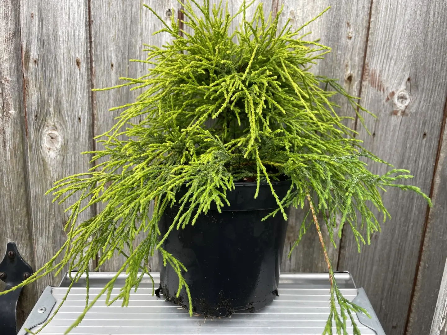 Sawara cypress 'Sungold' 20/40cm (2L) - Image 2