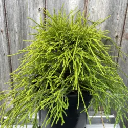 Sawara cypress 'Sungold' 20/40cm (2L)