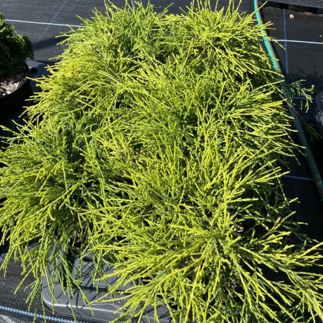 Sawara cypress 'Sungold' 20/40cm (5L) - Image 2
