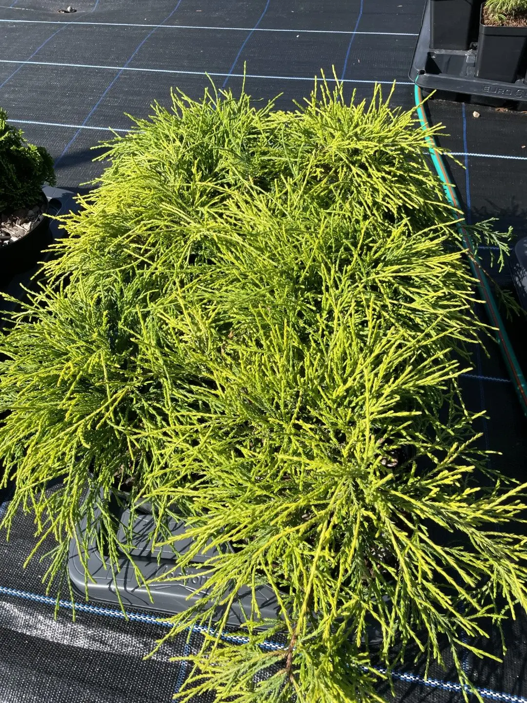 Sawara cypress 'Sungold' 20/40cm (2L) - Image 3