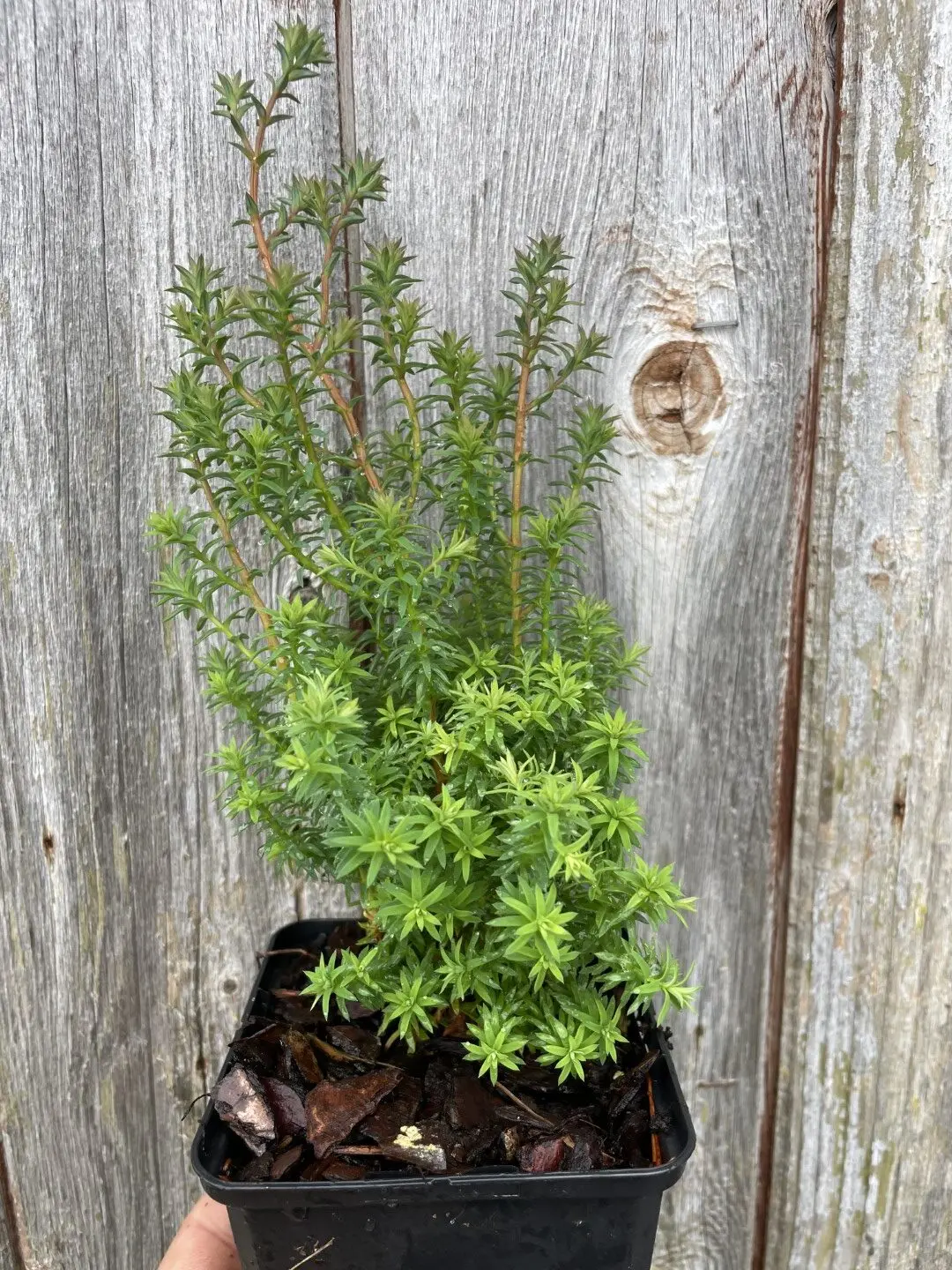 Southern White Cedar 'Rubicon' (P9) - Image 2