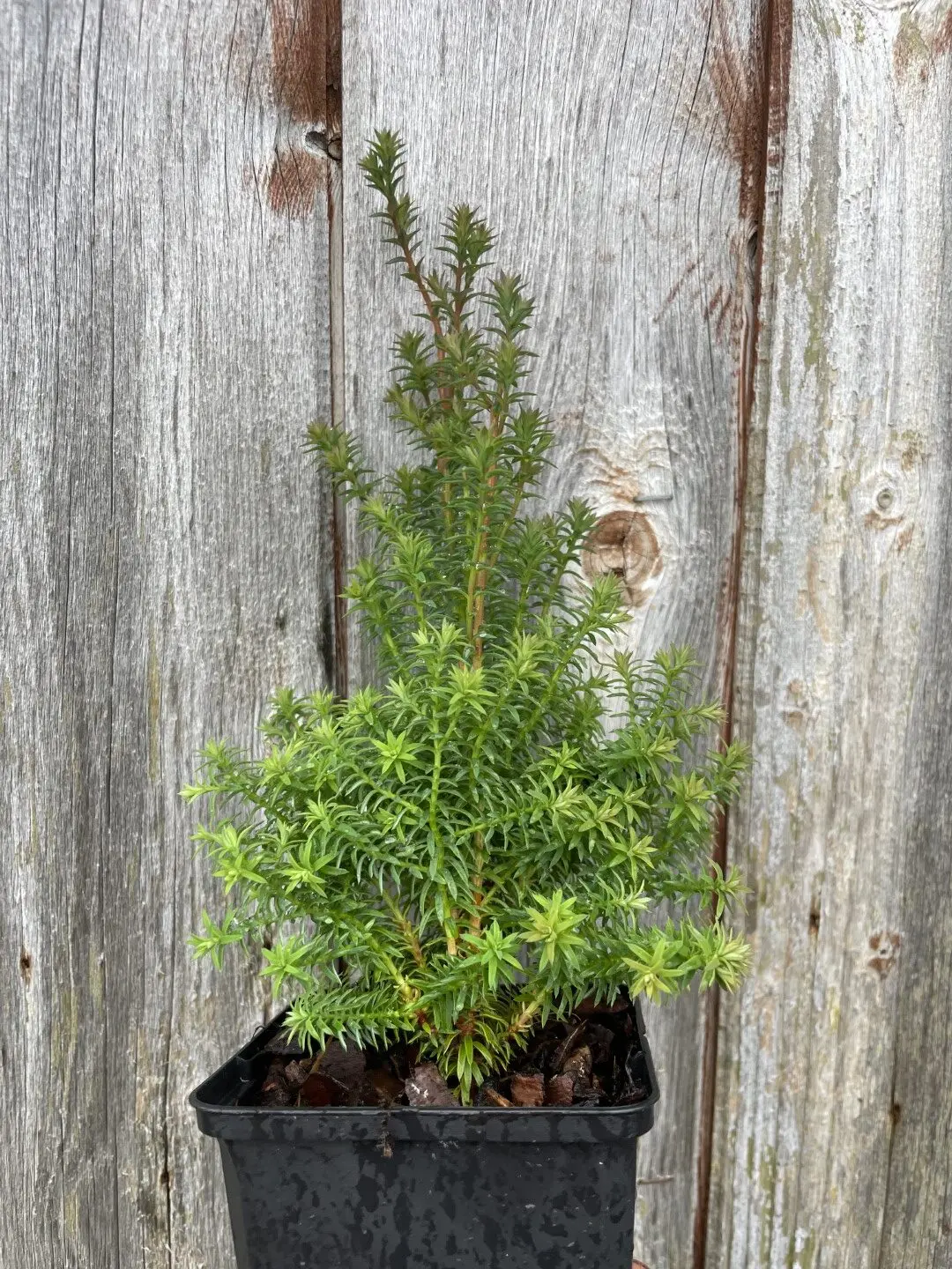 Southern White Cedar 'Rubicon' (P9)