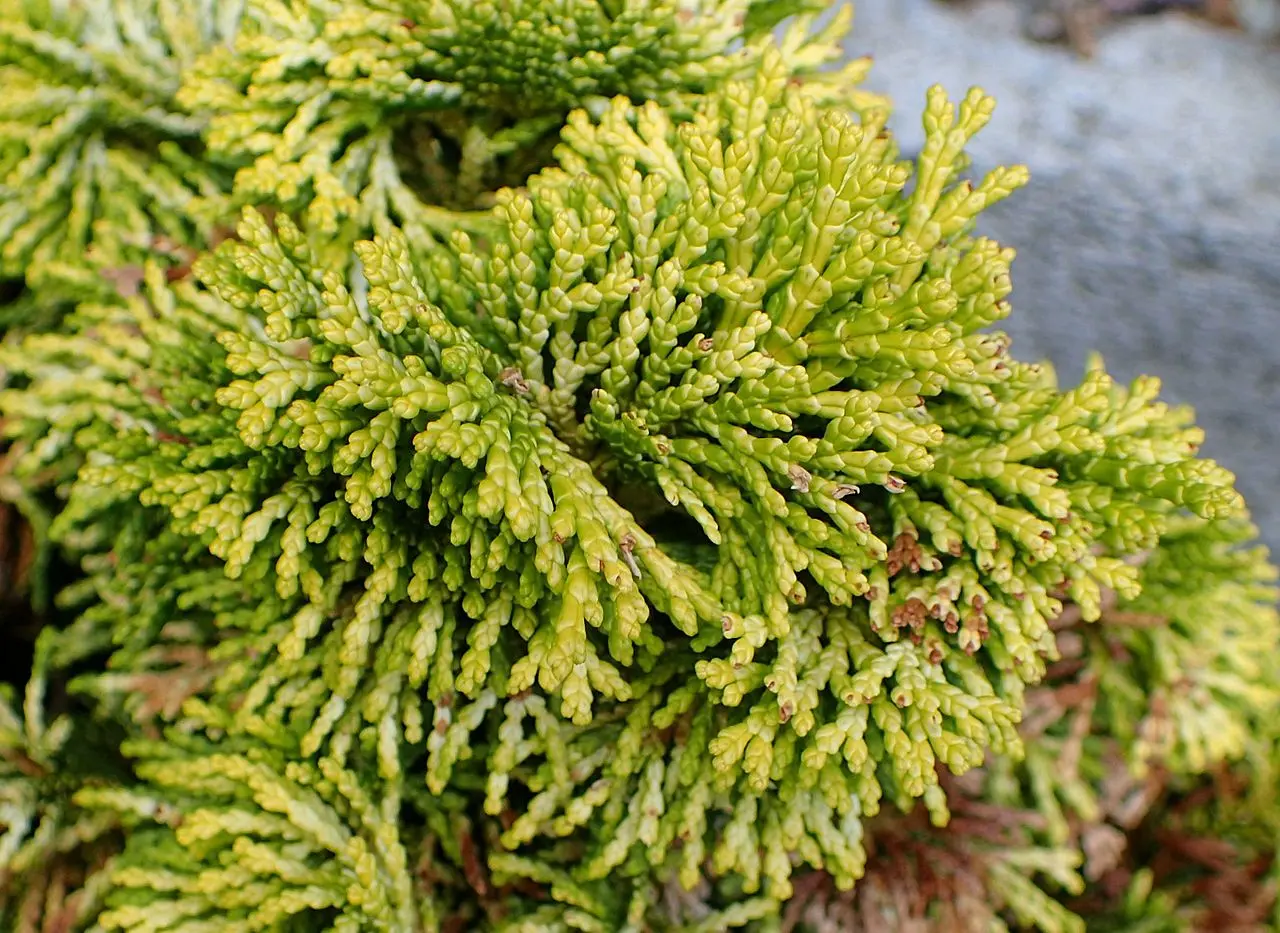 Hinoki Cypress 'Nana Lutea' (2L) - Image 7