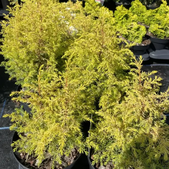 Common Juniper 'Gold Cone' (2L) - Image 5