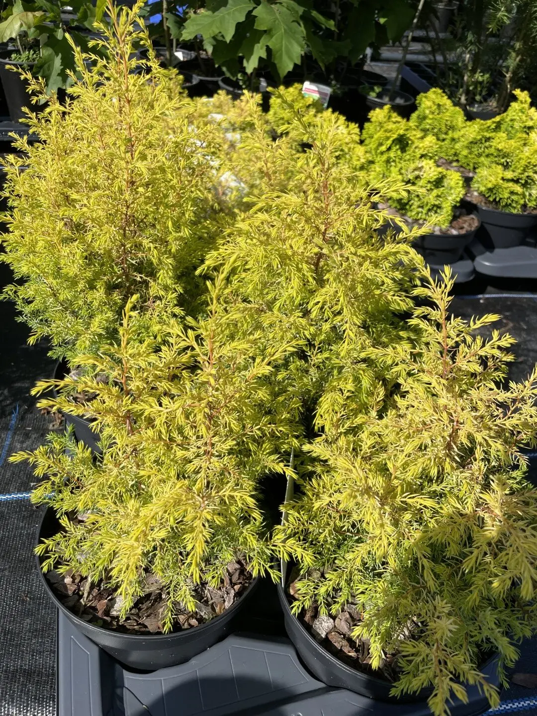Common Juniper 'Gold Cone' (2L) - Image 5