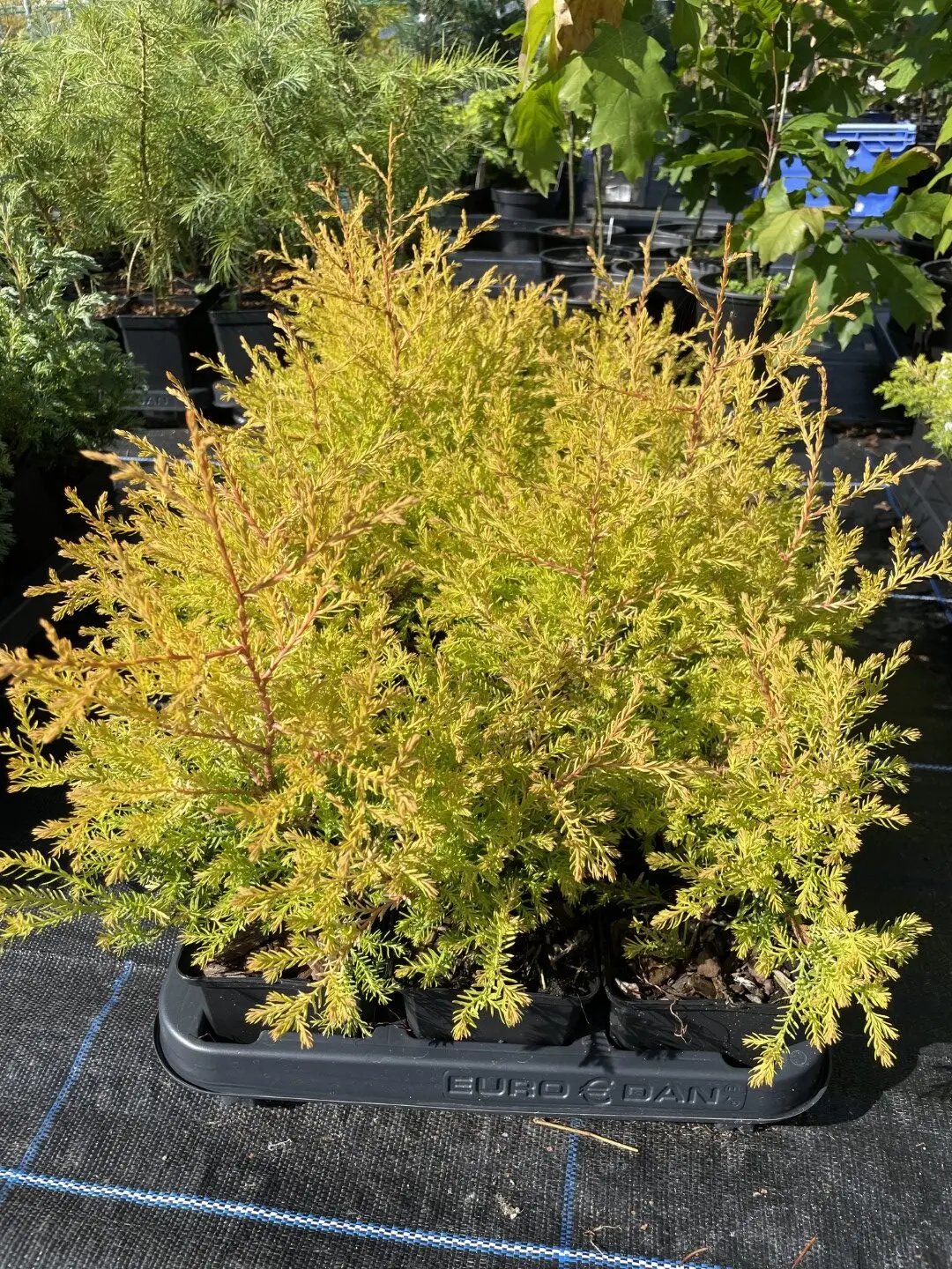 Common Juniper 'Gold Cone' 20/40cm (P9) - Image 5