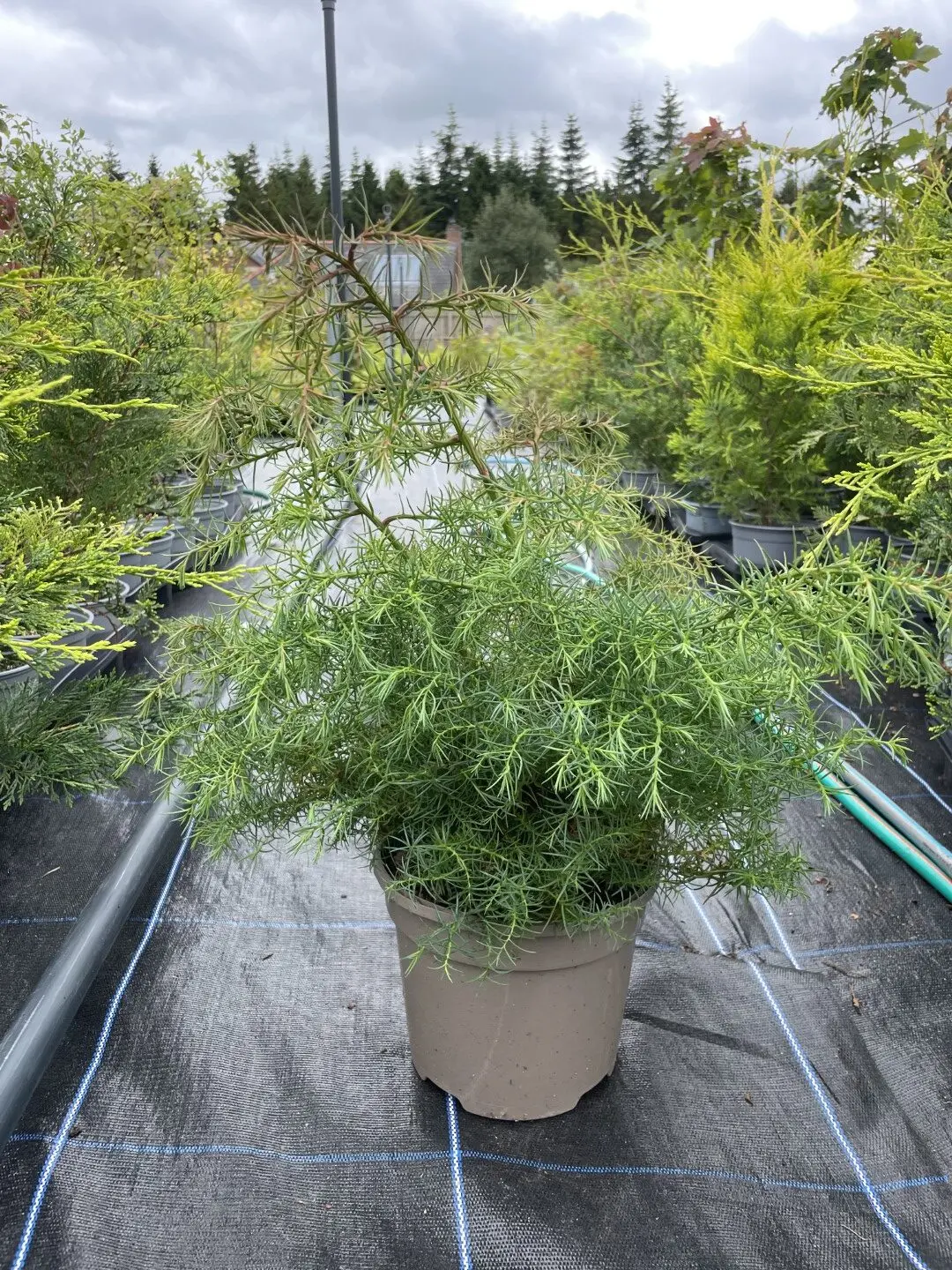 Japanese Red Cedar Tree 'Elegans' (3L)