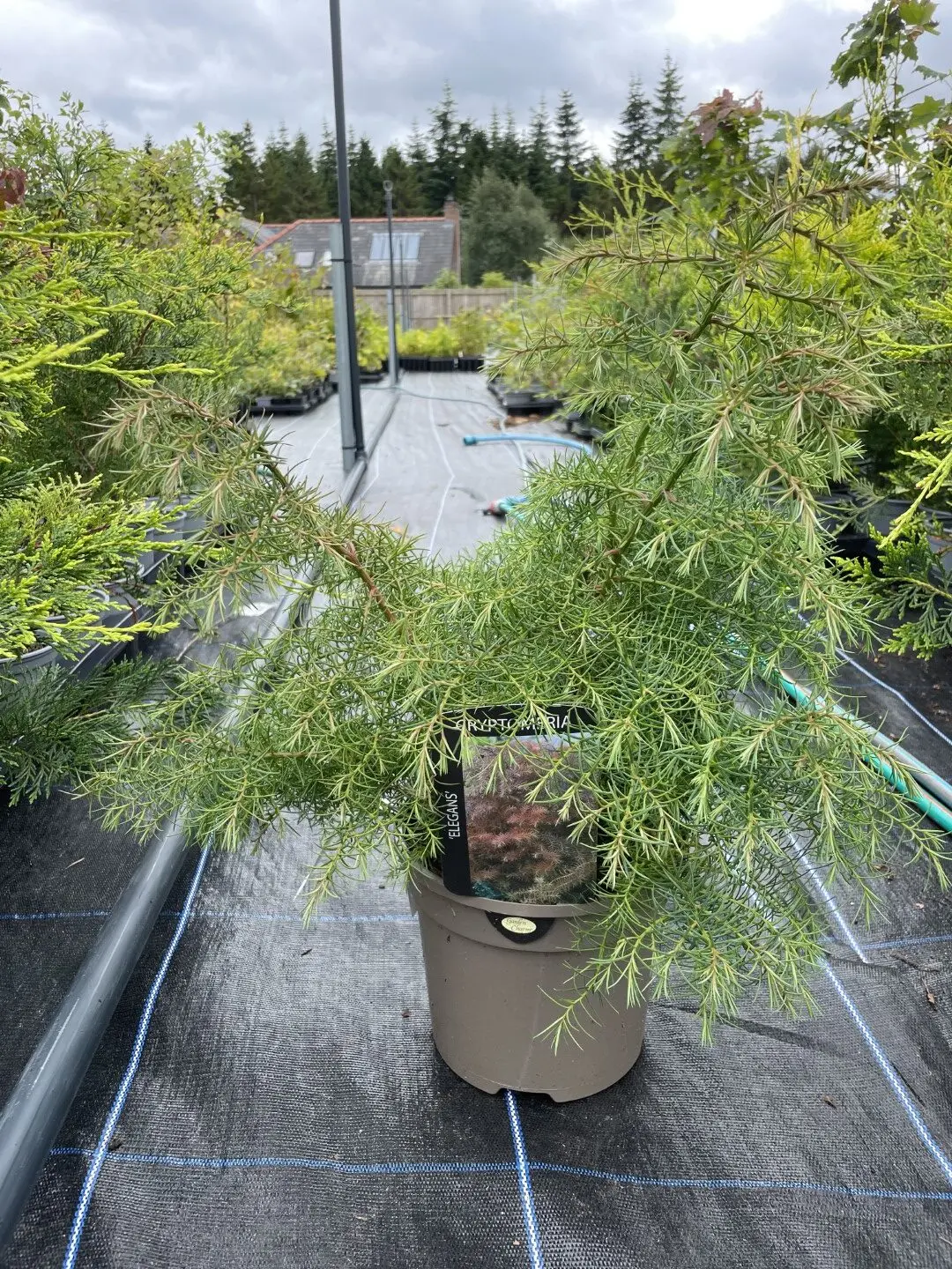 Japanese Red Cedar Tree 'Elegans' (3L) - Image 2