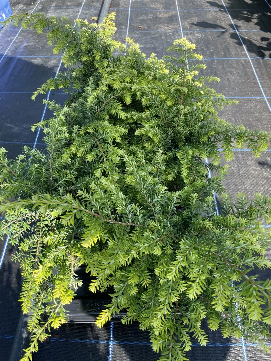Eastern Hemlock 'Fantana' 20/40cm (2L) - Image 4
