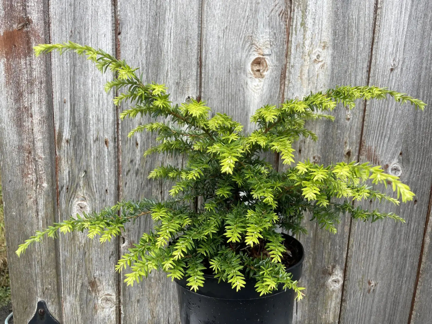 Eastern Hemlock 'Fantana' 20/40cm (2L)