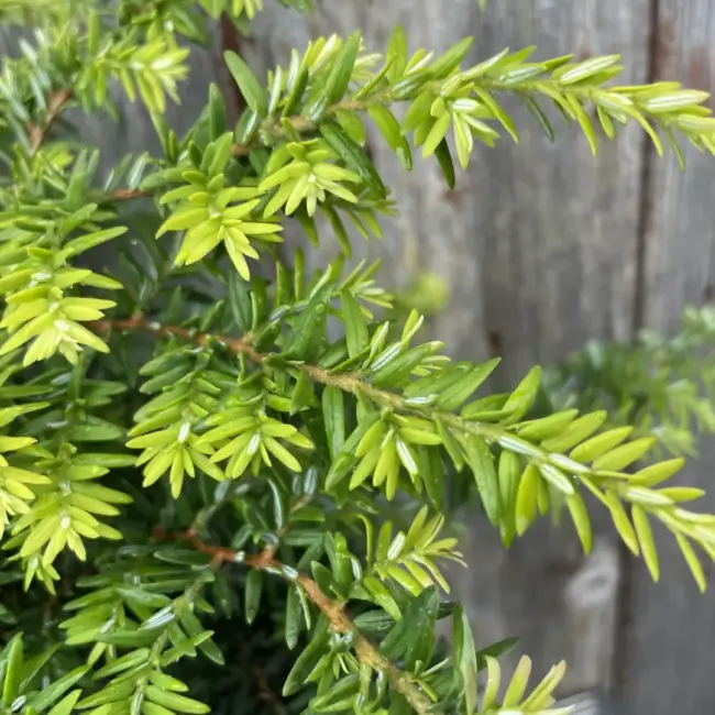 Eastern Hemlock 'Fantana' 20/40cm (5L) - Image 2