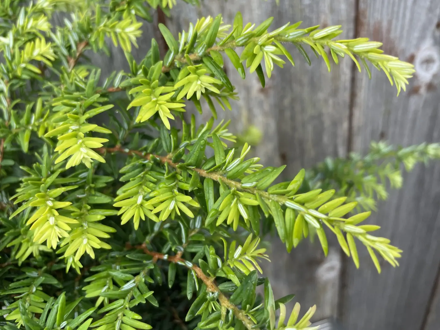 Eastern Hemlock 'Fantana' 20/40cm (2L) - Image 3