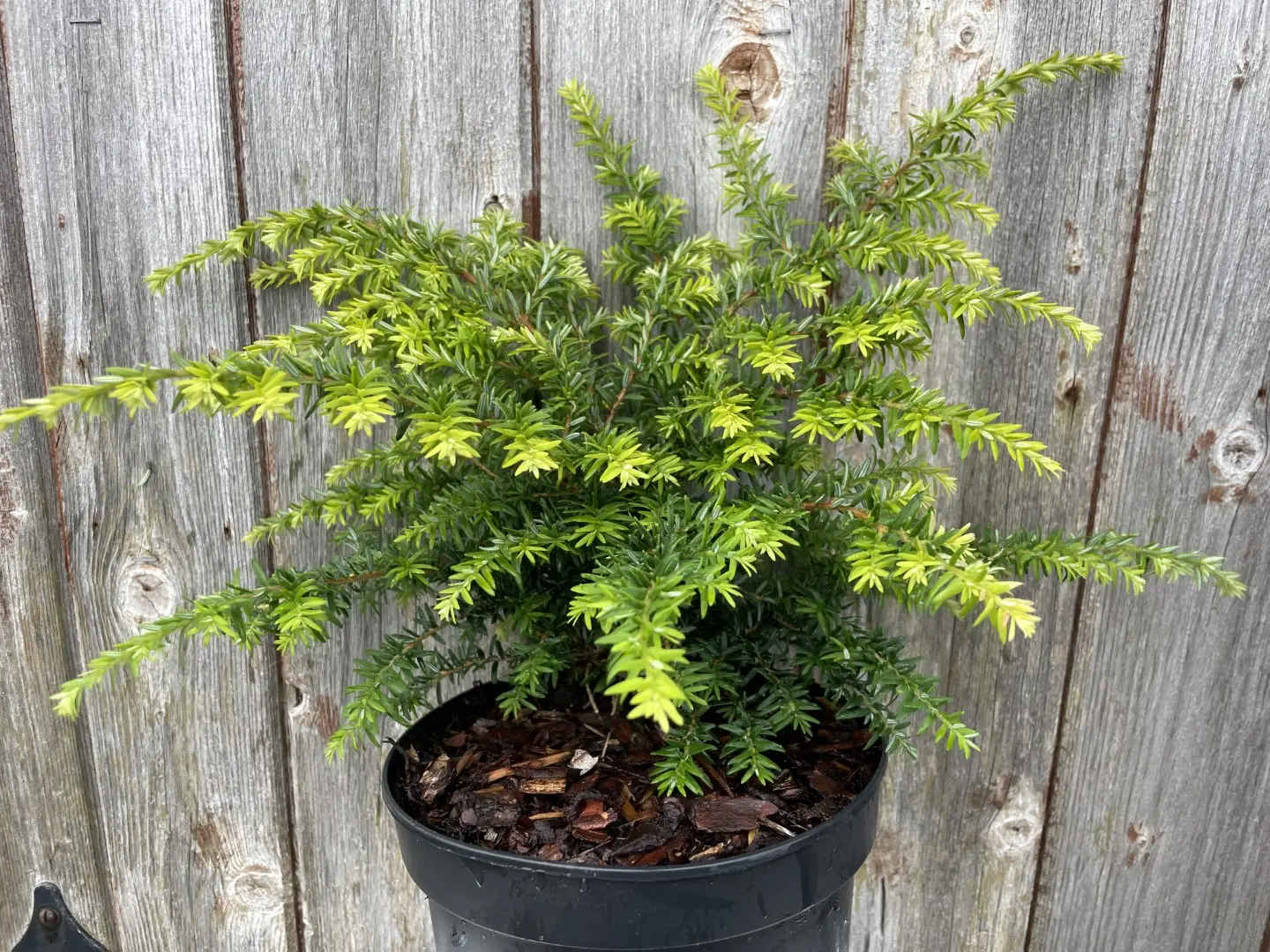 Eastern Hemlock 'Fantana' 20/40cm (2L) - Image 2