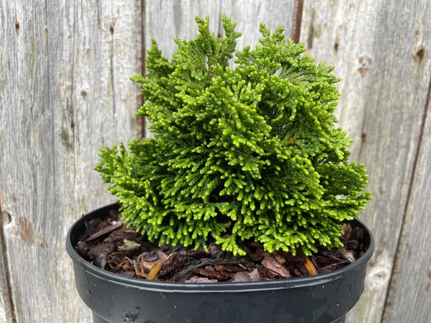 2x Hinoki Cypress 'Nana Lutea' & 'Nana Gracilis' (2L) - Image 12