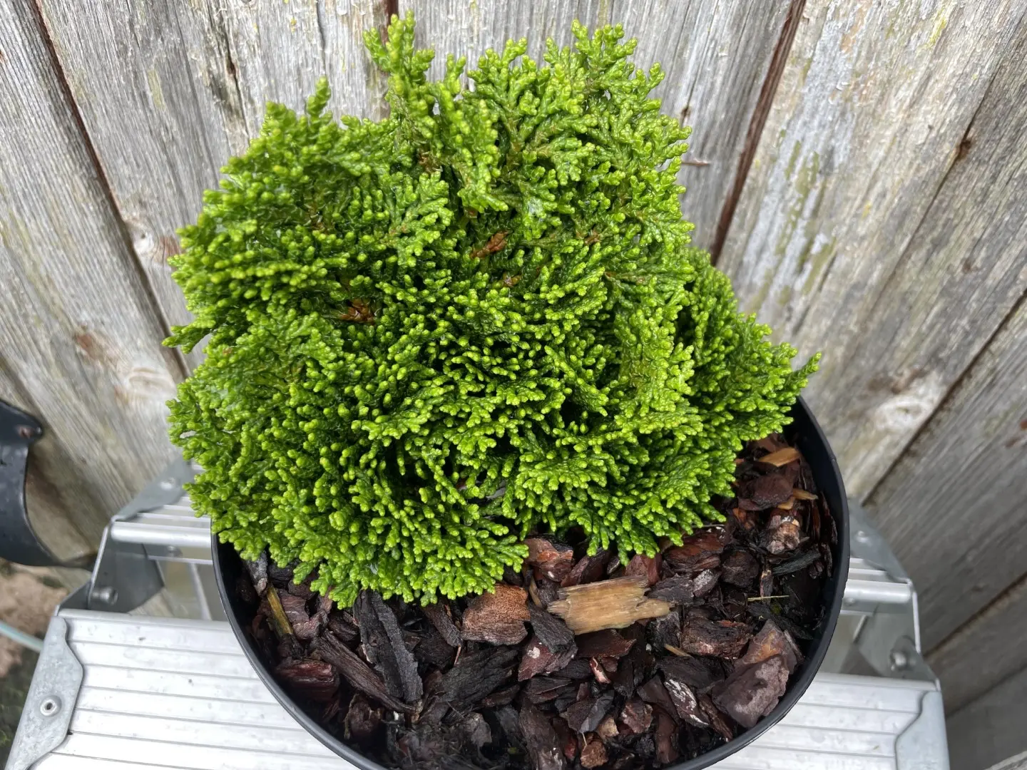 2x Hinoki Cypress 'Nana Lutea' & 'Nana Gracilis' (2L) - Image 11