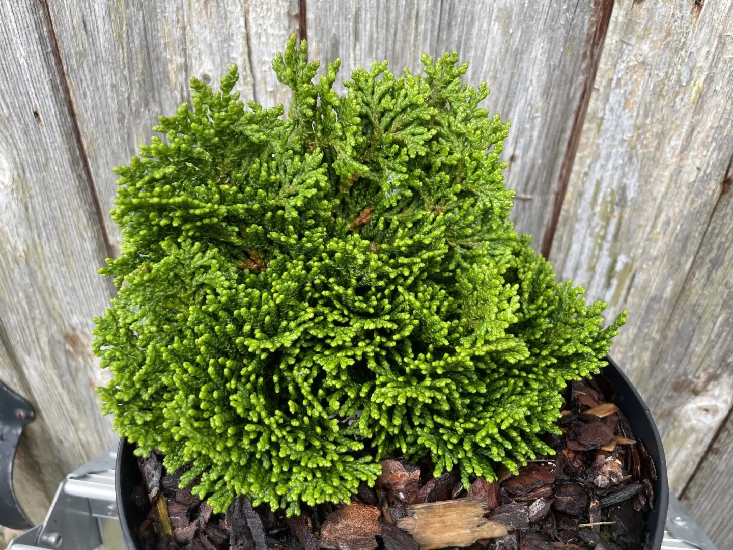 2x Hinoki Cypress 'Nana Lutea' & 'Nana Gracilis' (2L) - Image 10