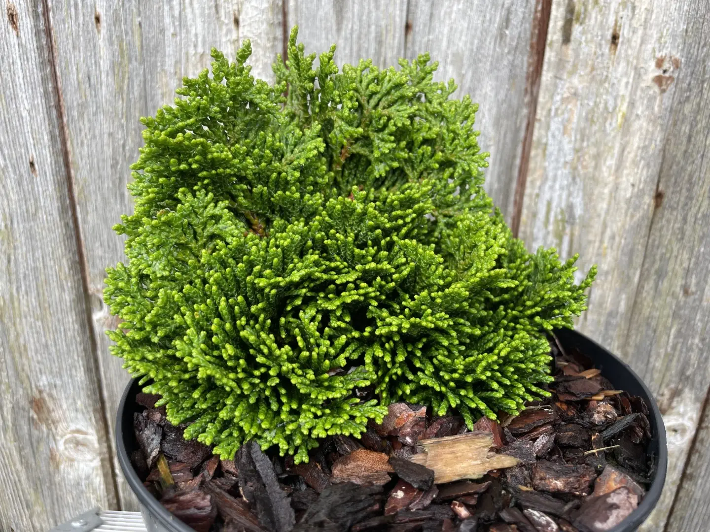 2x Hinoki Cypress 'Nana Lutea' & 'Nana Gracilis' (2L) - Image 9