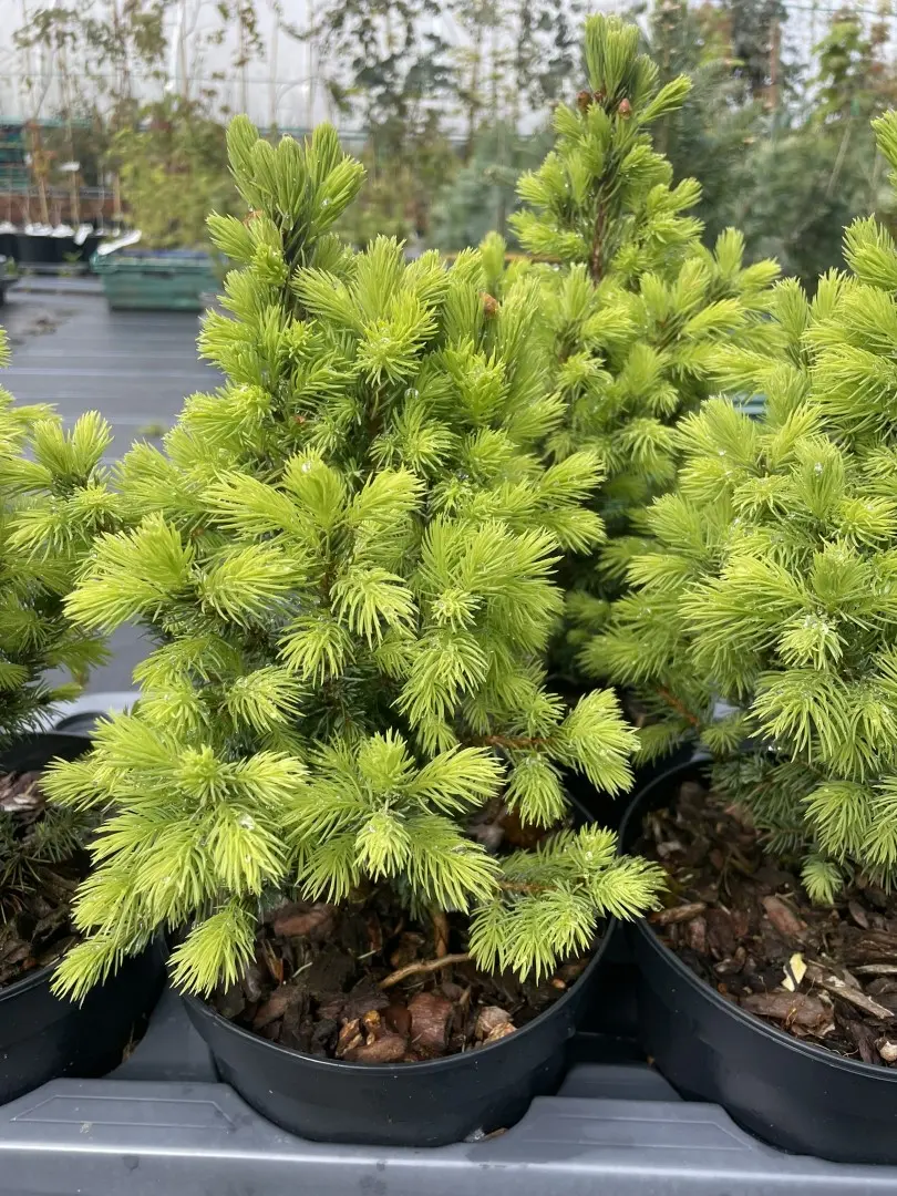 Alberta spruce 'Sander's Blue' 40/60cm (5L) - Image 7