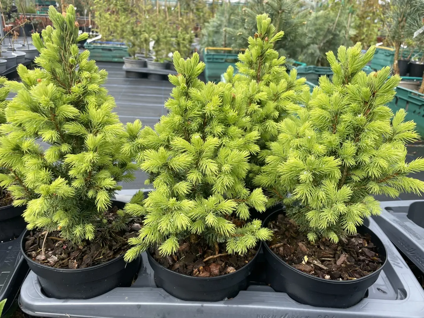 Alberta spruce 'Sander's Blue' 40/60cm (5L) - Image 8