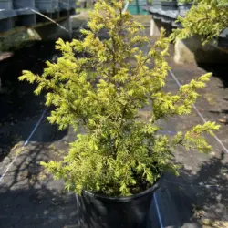 Juniperus communis - Common Juniper 'Gold Cone'