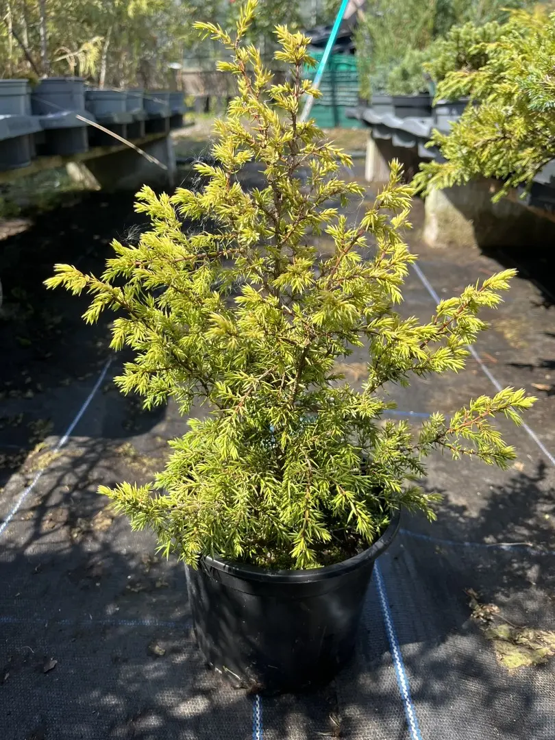 Juniperus communis - Common Juniper 'Gold Cone'