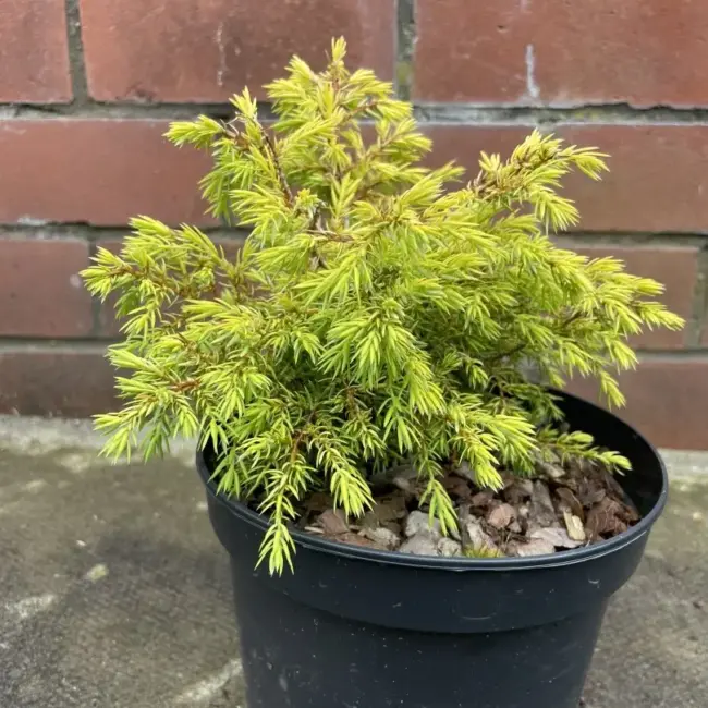 Juniperus communis 'Gold Cone'
