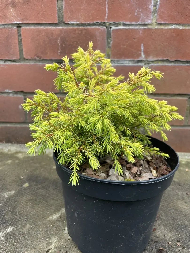 Common Juniper 'Gold Cone' (2L) - Image 2
